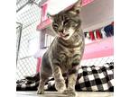 Adopt Appa a Gray or Blue Domestic Shorthair / Mixed cat in East Smithfield