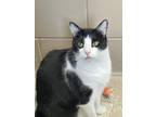 Adopt BOOBOO (JR) a All Black Domestic Shorthair / Domestic Shorthair / Mixed