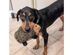 Adopt Dixie a Black Black and Tan Coonhound / Doberman Pinscher / Mixed dog in