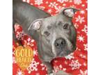 Adopt Vivian a Gray/Blue/Silver/Salt & Pepper American Pit Bull Terrier / Mixed