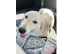 Adopt Mogli ATX a White Great Pyrenees dog in Statewide, TX (38335136)