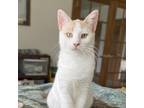 Adopt Venus a Calico or Dilute Calico Domestic Shorthair / Mixed cat in Green