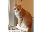 Adopt Richie a Orange or Red (Mostly) American Shorthair / Mixed (short coat)