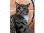 Adopt Minestrone a Domestic Shorthair / Mixed (short coat) cat in Burnsville