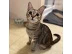 Adopt Beth a Tan or Fawn Domestic Shorthair / Mixed cat in SANTA ROSA BEACH
