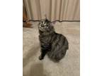 Adopt Oreo a Brown Tabby Domestic Longhair / Mixed (long coat) cat in