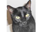 Adopt Wonka aka Teddy a All Black Domestic Shorthair (short coat) cat in North