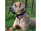 Adopt Bee Gee a Tan/Yellow/Fawn Mastiff / Mixed dog in Waynesboro, PA (38272087)