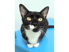 Adopt Milano a All Black Domestic Shorthair / Domestic Shorthair / Mixed cat in
