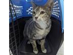 Adopt Mama Cass Elliot a Gray or Blue Domestic Shorthair / Mixed cat in