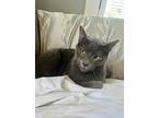 Adopt Lucy a Domestic Shorthair / Mixed (short coat) cat in New Orleans