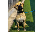 Adopt Draco a Tan/Yellow/Fawn Mastiff / Mixed dog in Lindsay, ON (38343274)