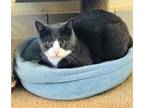 Adopt Sprout a Gray or Blue Domestic Shorthair / Domestic Shorthair / Mixed cat