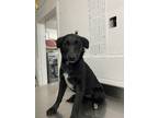 Adopt Matilda a Black Border Collie / Mixed dog in Moses Lake, WA (38343922)