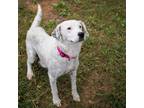 Adopt Daisy a White - with Tan, Yellow or Fawn English Setter / Mixed Breed