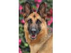 Adopt Lily von Barbara a Black - with Tan, Yellow or Fawn German Shepherd Dog /