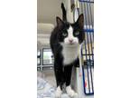 Adopt Squish a All Black Domestic Shorthair / Domestic Shorthair / Mixed cat in