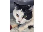 Adopt Speckles a All Black American Shorthair / Domestic Shorthair / Mixed cat