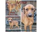 Adopt Arthur a Brown/Chocolate Mixed Breed (Medium) / Mixed dog in Boaz