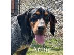 Adopt Arthur a Tricolor (Tan/Brown & Black & White) Bluetick Coonhound / Mixed