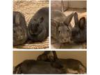 Adopt Cocoa and Velvet a Blue Other/Unknown / Mixed rabbit in Brick