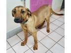 Adopt Adopt me a Brown/Chocolate Plott Hound / Labrador Retriever / Mixed dog in