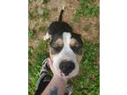 Adopt Joker a Tricolor (Tan/Brown & Black & White) American Pit Bull Terrier /