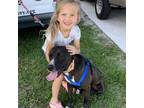 Adopt APOLLO a Black Bull Terrier / American Staffordshire Terrier / Mixed dog