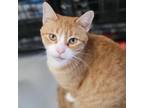 Adopt Bumblebee a Orange or Red Domestic Shorthair / Mixed cat in Carroll