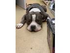 Adopt Jordan a Gray/Silver/Salt & Pepper - with White American Pit Bull Terrier