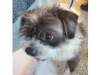 Adopt Papo a White - with Black Shih Tzu / Mixed dog in Miami, FL (38080406)