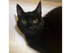 Adopt Sunshine a All Black Domestic Shorthair / Mixed cat in St.Jacob