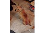 Adopt JJ a Tan/Yellow/Fawn Terrier (Unknown Type, Small) / Mixed dog in