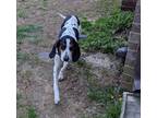 Adopt Shay a Tricolor (Tan/Brown & Black & White) Treeing Walker Coonhound dog