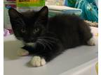 Adopt Duck a All Black Domestic Shorthair / Domestic Shorthair / Mixed cat in