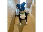 Adopt Castle a Black American Pit Bull Terrier dog in Cheboygan, MI (33535245)
