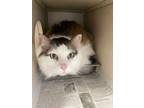Adopt Joe a Gray or Blue Domestic Mediumhair (medium coat) cat in Cheboygan