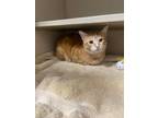 Adopt Kona a Orange or Red Domestic Shorthair cat in Cheboygan, MI (38345054)