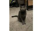 Adopt Tom a Gray or Blue Domestic Shorthair / Mixed (short coat) cat in