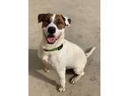 Adopt Riley a Tricolor (Tan/Brown & Black & White) Bull Terrier / Mixed dog in
