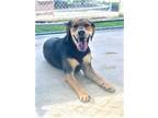 Adopt Khalifa a Black - with Tan, Yellow or Fawn Black and Tan Coonhound /