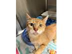 Adopt Baby Carrot a Orange or Red Domestic Shorthair / Domestic Shorthair /
