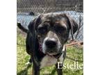 Adopt Estelle a Brindle - with White Beagle / Mixed dog in Warren, PA (37843662)