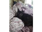 Adopt Persephone a All Black Domestic Shorthair / Mixed cat in Calimesa