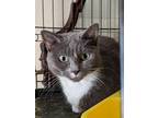 Adopt Chloe a Gray or Blue Domestic Shorthair (short coat) cat in Brooklyn