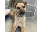 Adopt Fanny a Tan/Yellow/Fawn Shepherd (Unknown Type) / Retriever (Unknown Type)