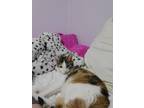 Adopt Flower a Calico or Dilute Calico Domestic Shorthair (short coat) cat in