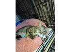 Adopt Estelle (Stella) a Brown Tabby Domestic Shorthair (short coat) cat in