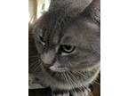 Adopt Cassie a Gray, Blue or Silver Tabby Domestic Shorthair (short coat) cat in