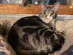 Adopt Atticus a Brown Tabby Domestic Shorthair (short coat) cat in Middletown